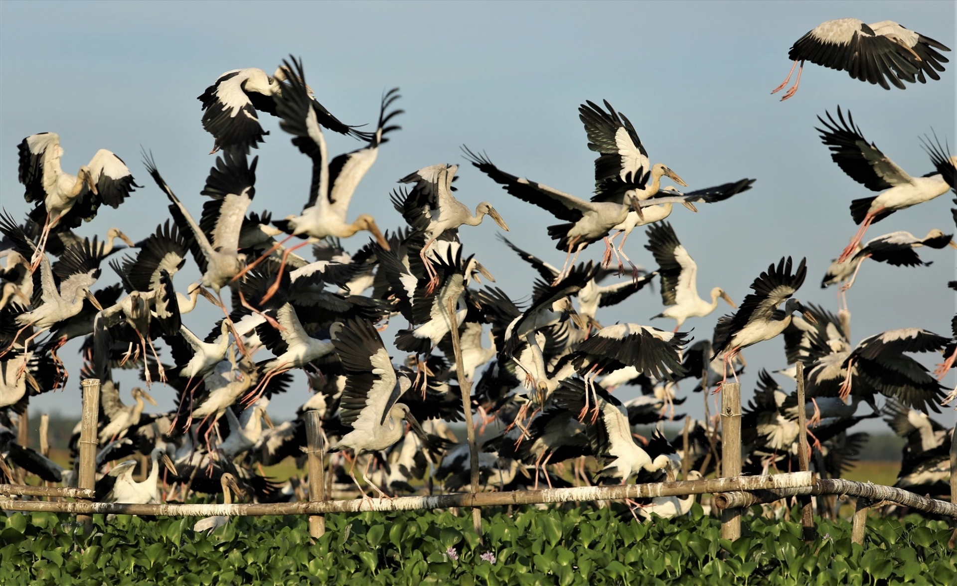 Stunning scene as thousands of rare storks flock Say swamp, central Vietnam