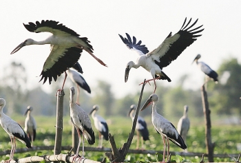 stunning scene as thousands of rare storks flock say swamp central vietnam