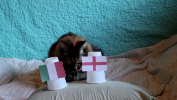Cats Predict Italy Win Over England at EURO 2020 Final - Video