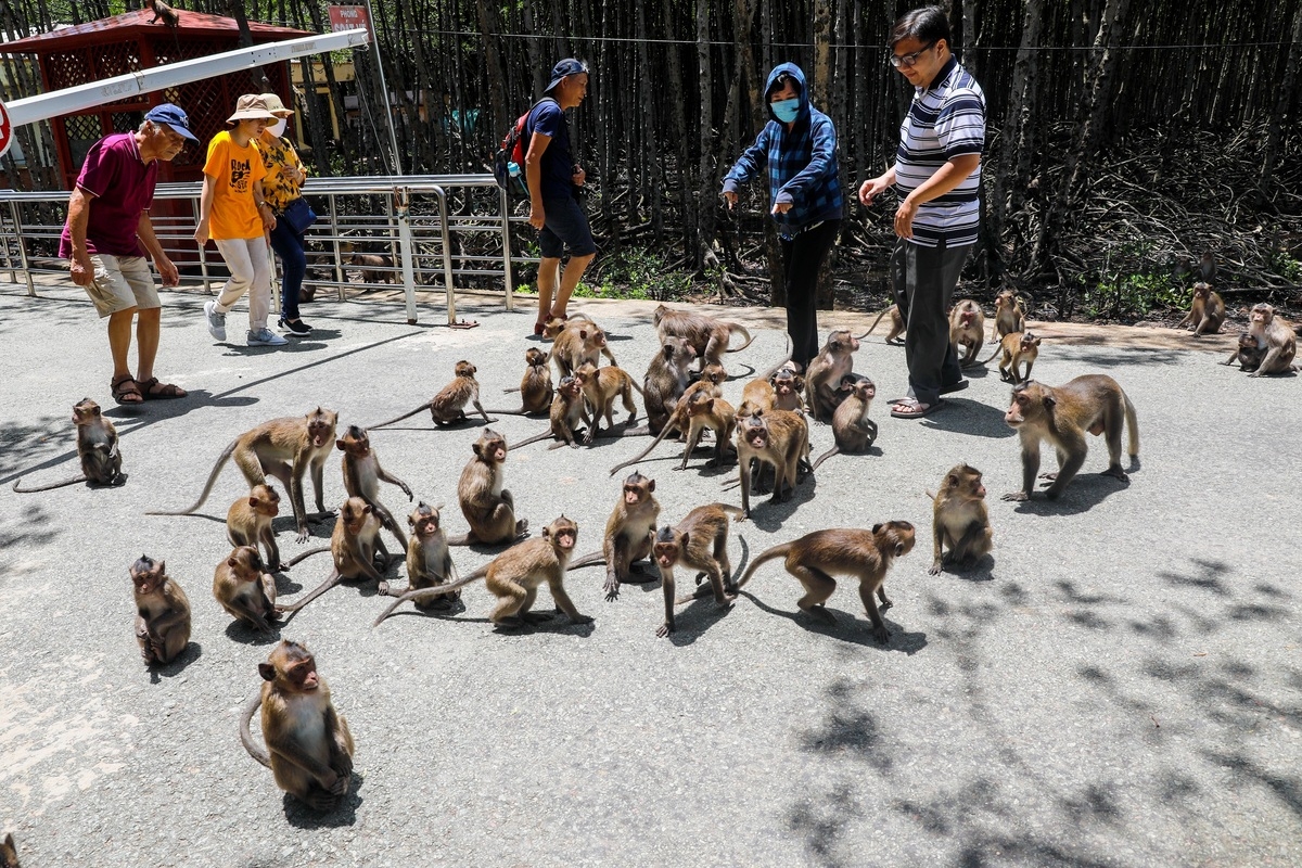 Tourist destination flocked with thousands of monkeys