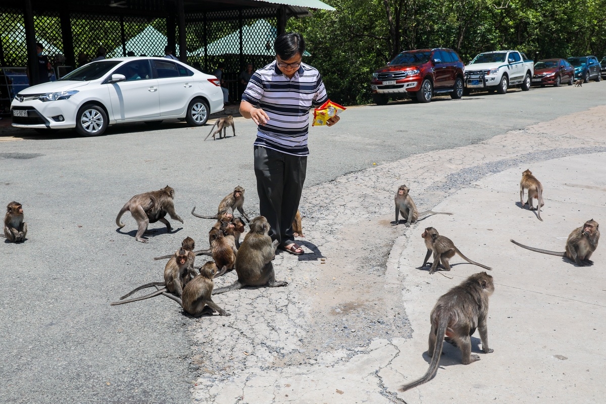 Tourist destination flocked with thousands of monkeys