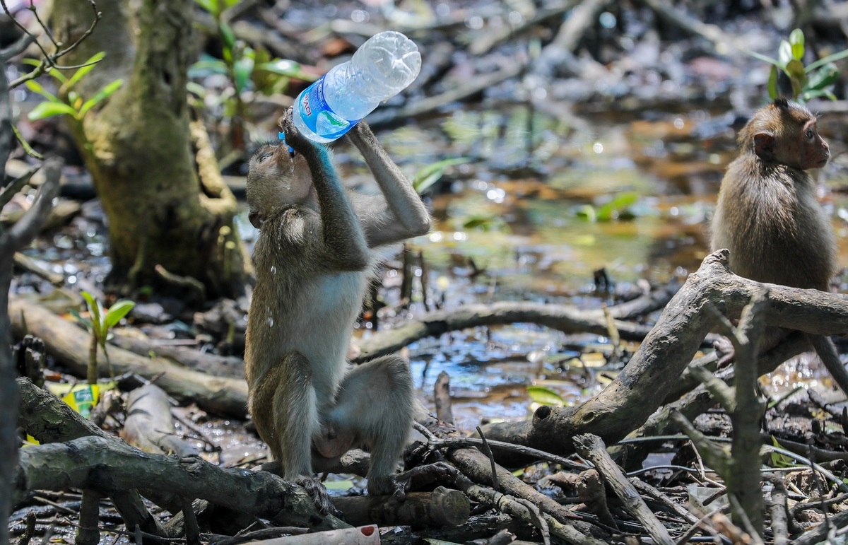 Tourist destination flocked with thousands of monkeys
