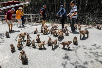 tourist destination flocked with thousands of monkeys