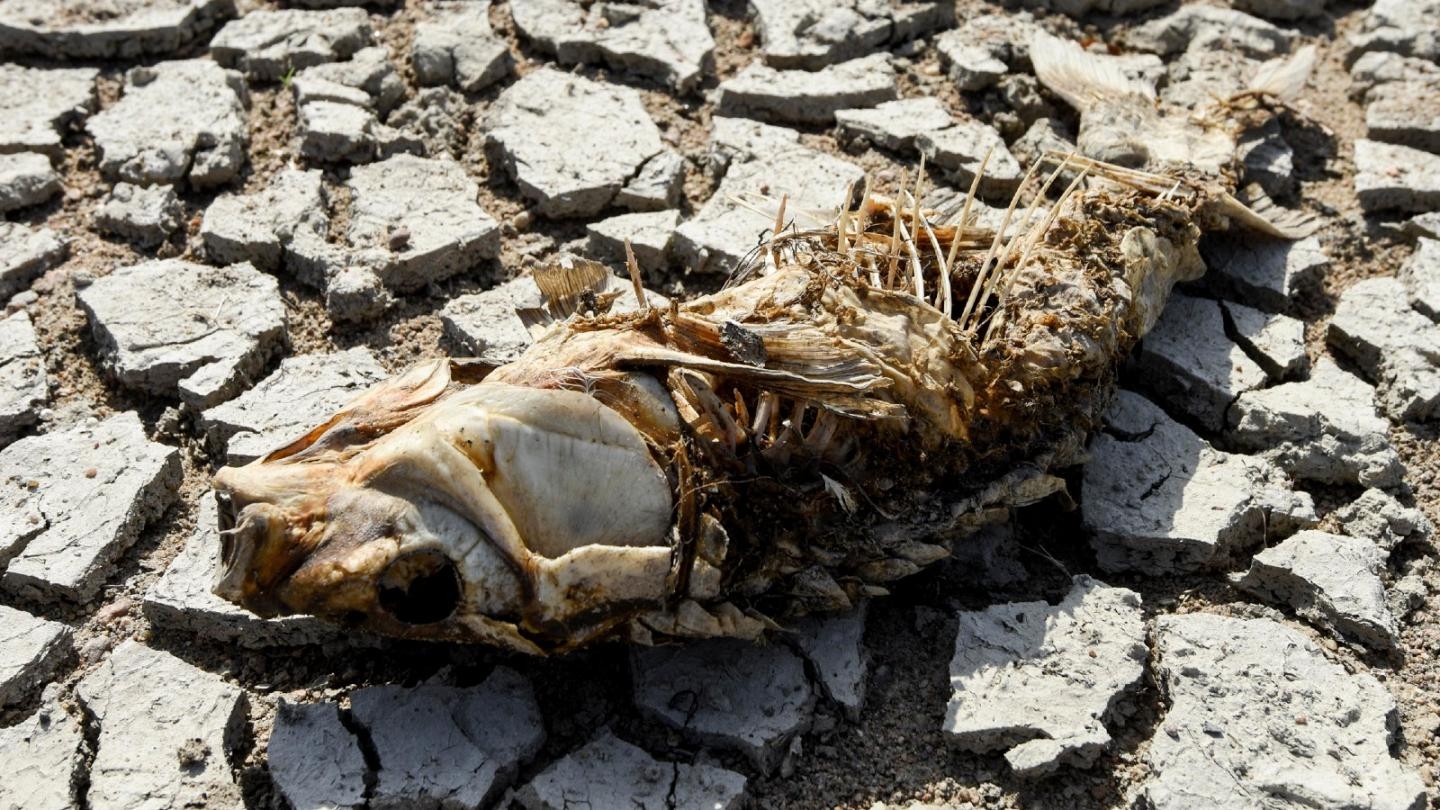 Nearly ten tons of fish have been found dead in the Enghien-les-Bains lake in Val-d'Oise, northern France