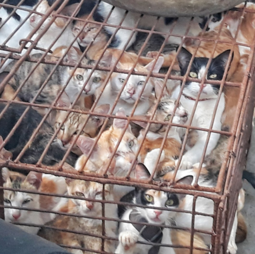 Roughly 1 million cats served for meat trade in Vietnam