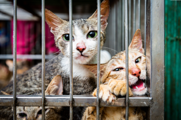 roughly 1 million cats served for meat trade in vietnam