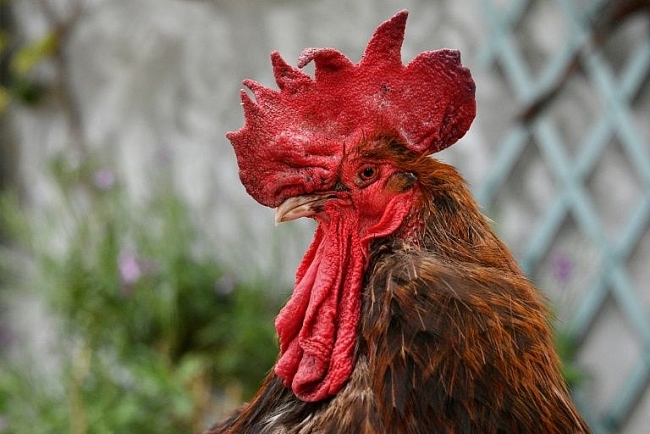 74,000 sign petition calling for justice for French murdered rooster