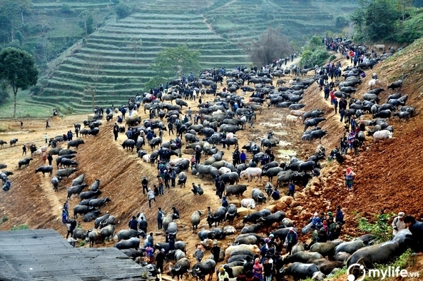 Buffaloes market