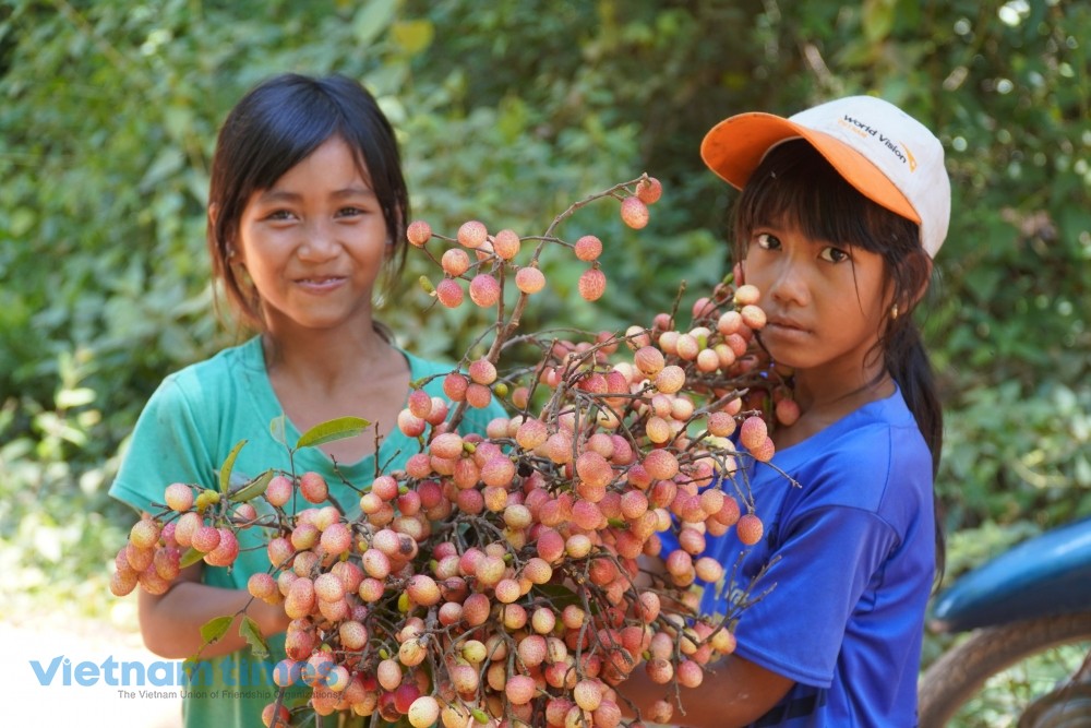 forest lychee the gift from heaven of highland children