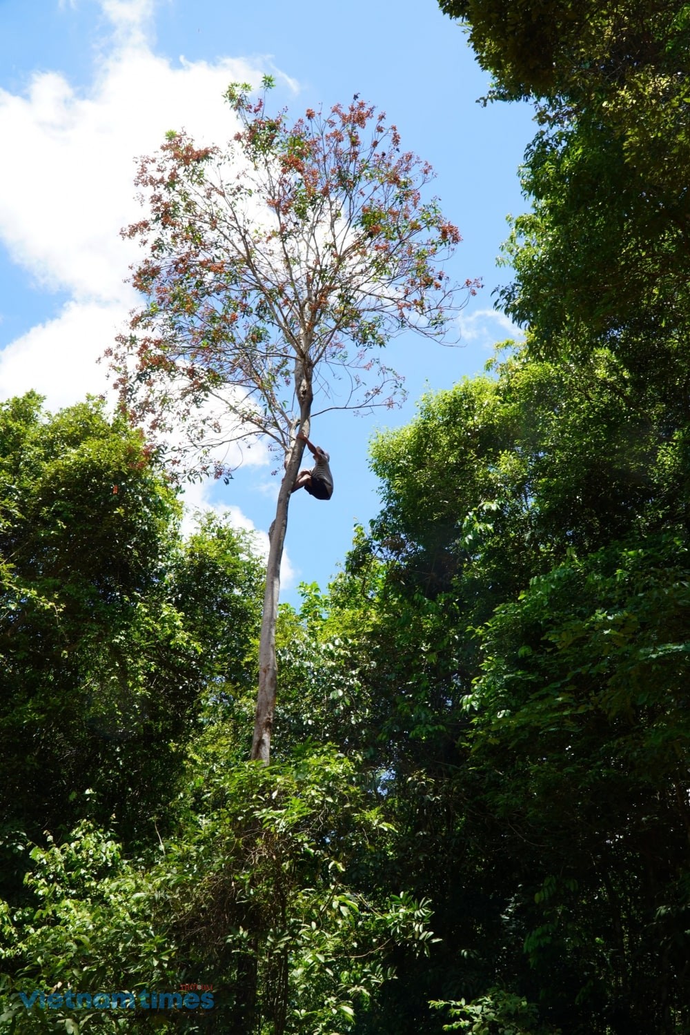 Forest Lychee, the ‘Gift from Heaven’ of Highland Children