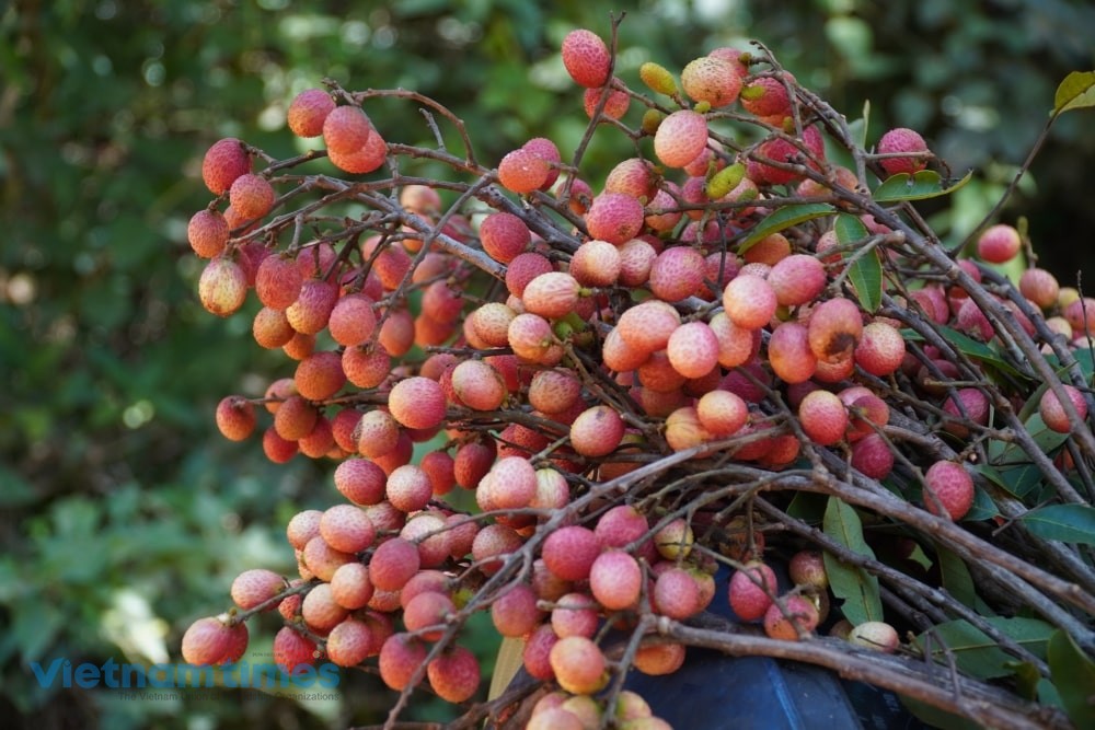 Forest Lychee, the ‘Gift from Heaven’ of Highland Children