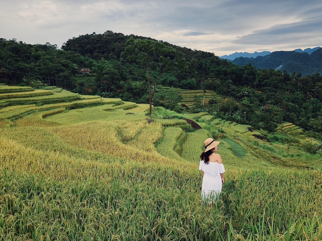 7 ideal choices for admiring ripening rice fields in northern Vietnam