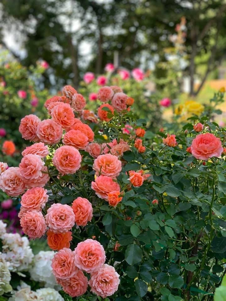 Dreamlike Vietnamese flowers and veggies garden in the US