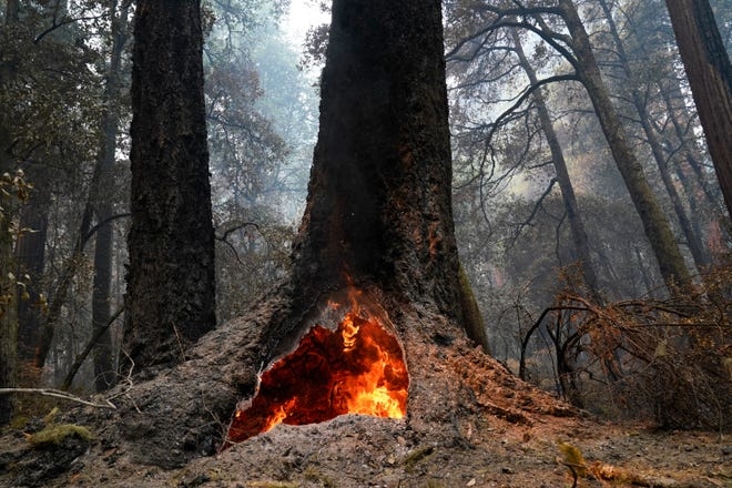 Fire burns in the hollow of an old-growth redwood tree after the CZU August Lightning Complex Fire passed through Monday, Aug. 24, 2020, in Big Basin Redwoods State Park, Calif.