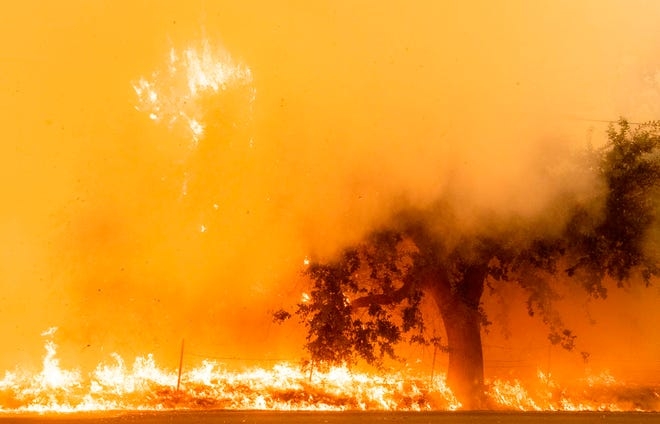 Flames and smoke overtake a tree as the LNU Lightning Complex fire continues to spread in Fairfield, California on Aug. 19, 2020.