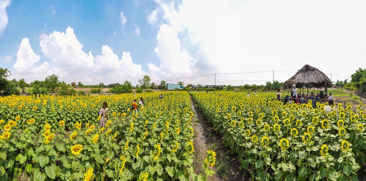 Stunning sunflower garden in the suburb of Ho Chi Minh city