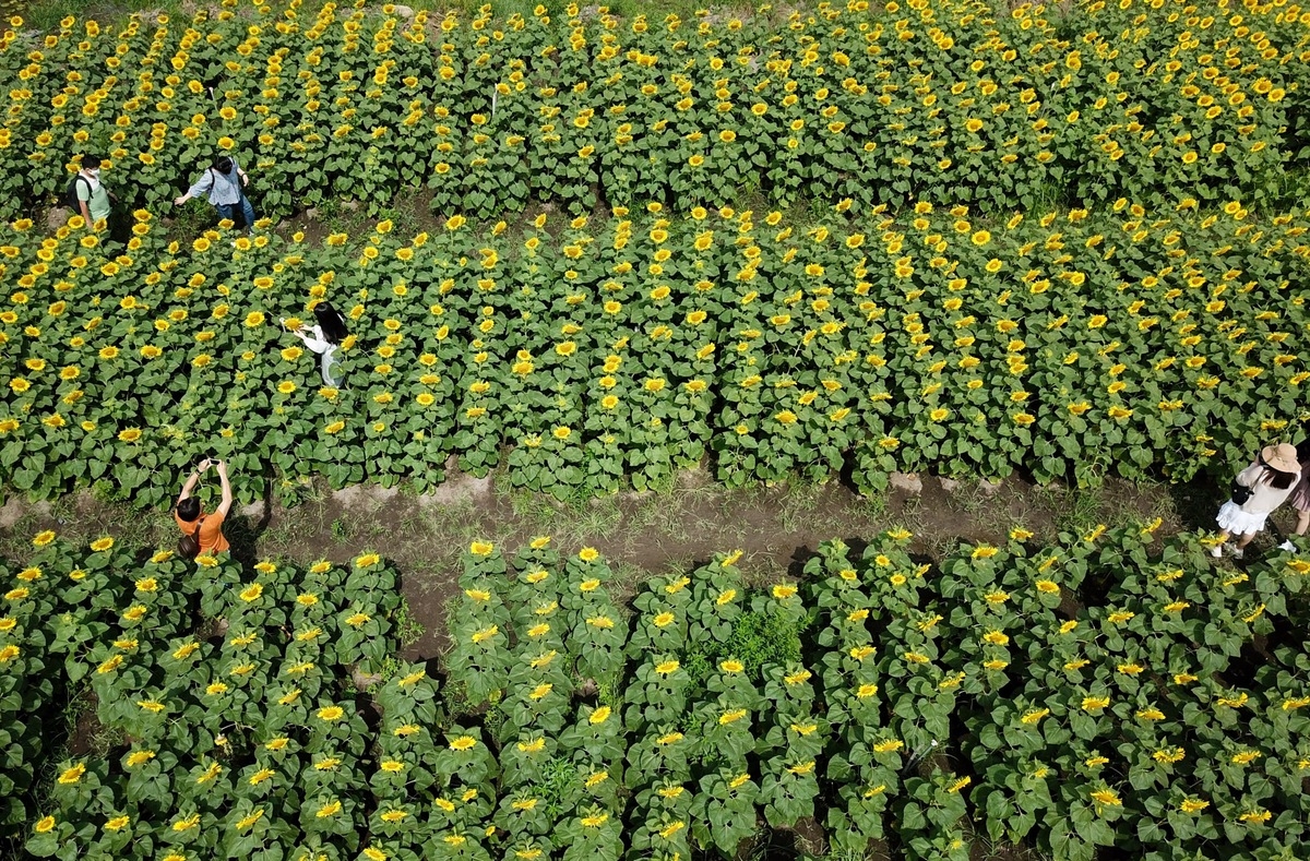 Stunning sunflower garden in the suburb of Ho Chi Minh city