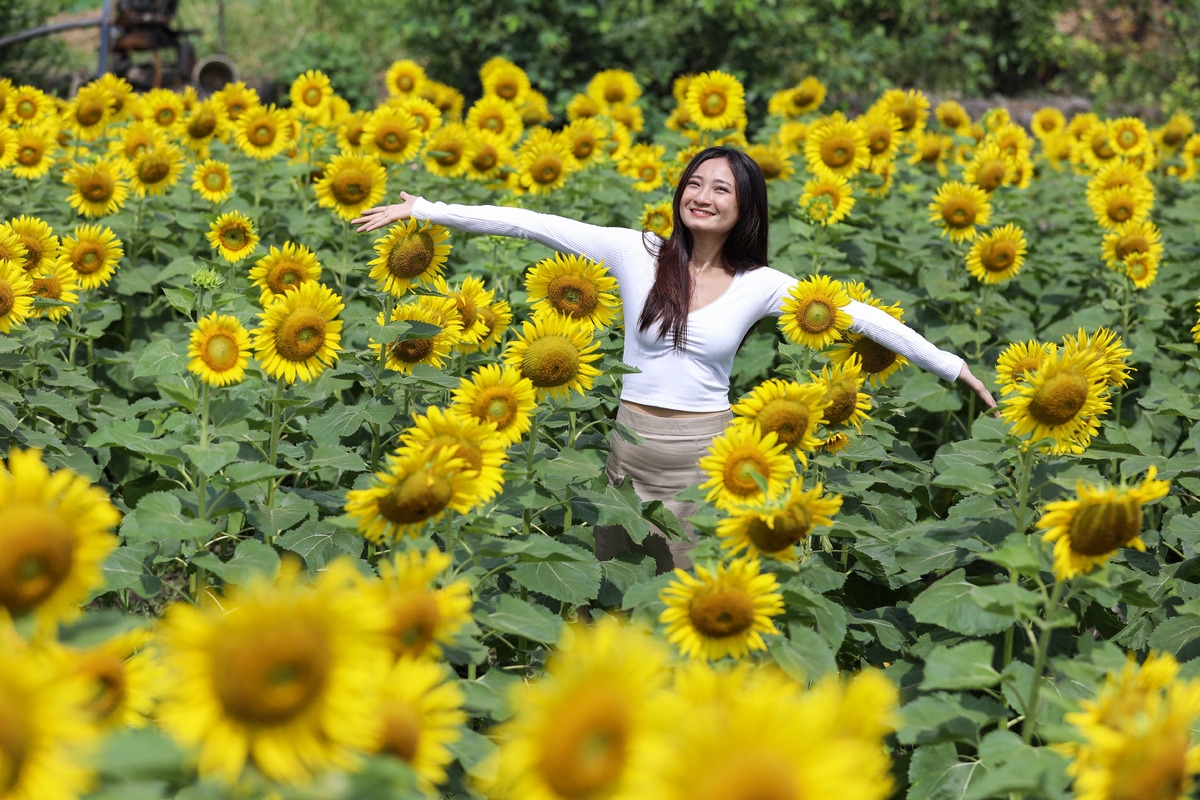 stunning sunflower garden in the suburb of ho chi minh city