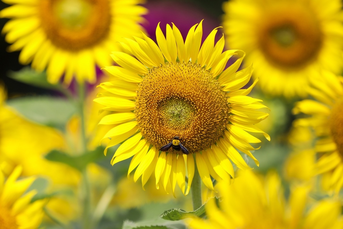 stunning sunflower garden in the suburb of ho chi minh city