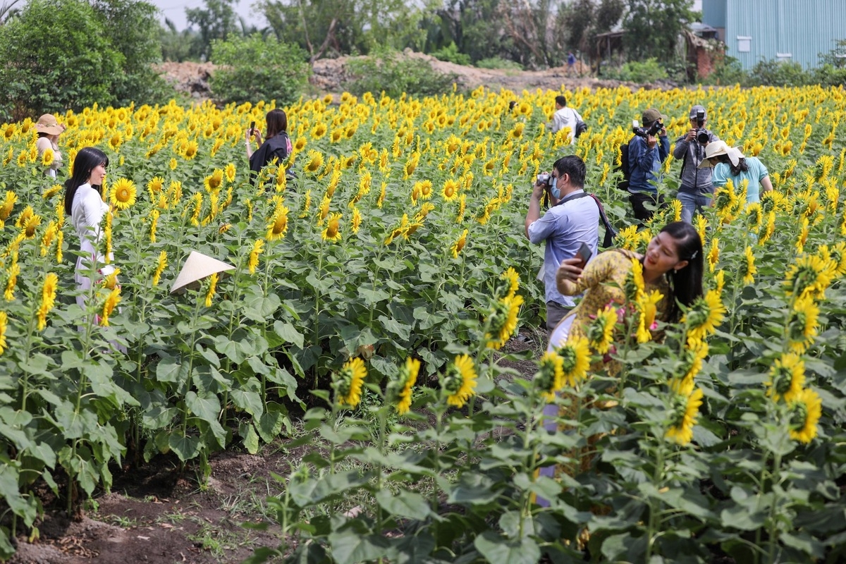Stunning sunflower garden in the suburb of Ho Chi Minh city