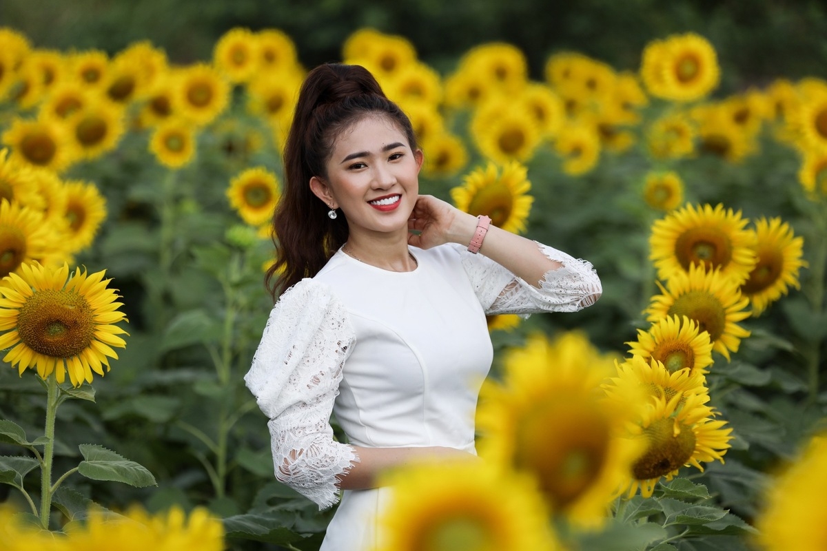 stunning sunflower garden in the suburb of ho chi minh city