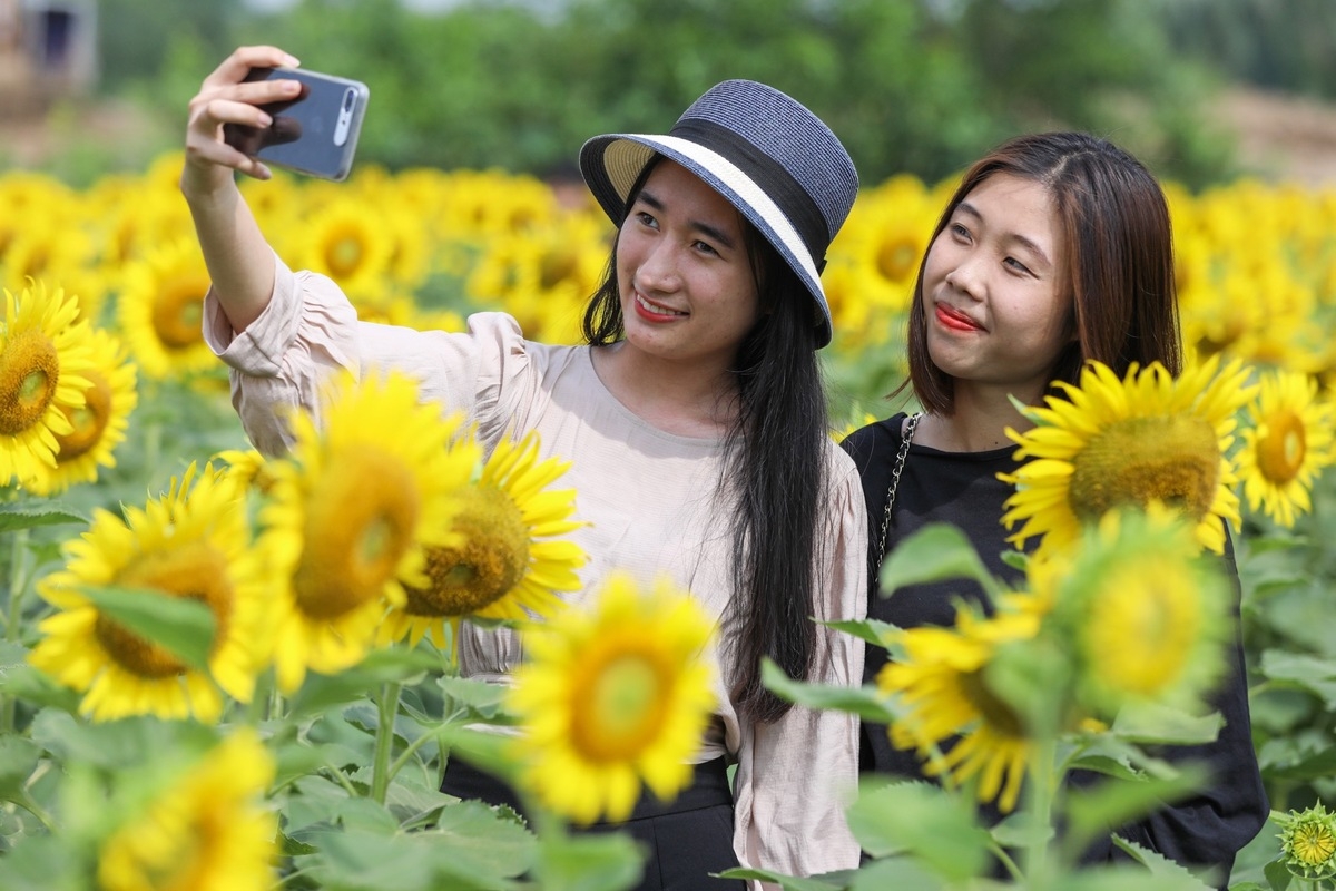 Stunning sunflower garden in the suburb of Ho Chi Minh city