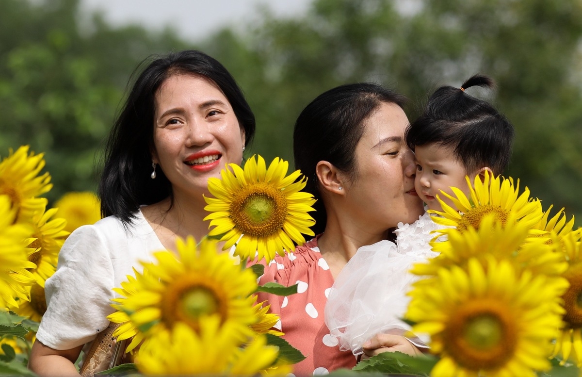 Stunning sunflower garden in the suburb of Ho Chi Minh city