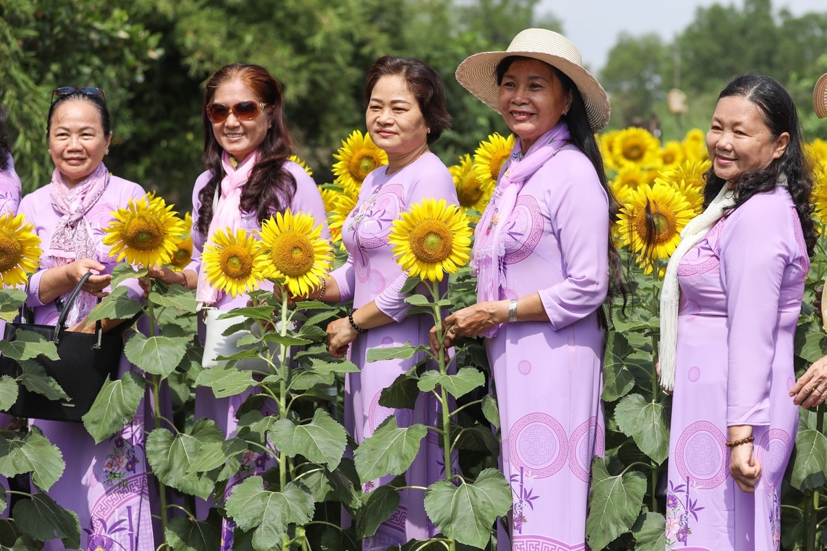 Stunning sunflower garden in the suburb of Ho Chi Minh city