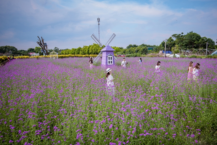 hanois lavender garden romantic check in place for youngsters