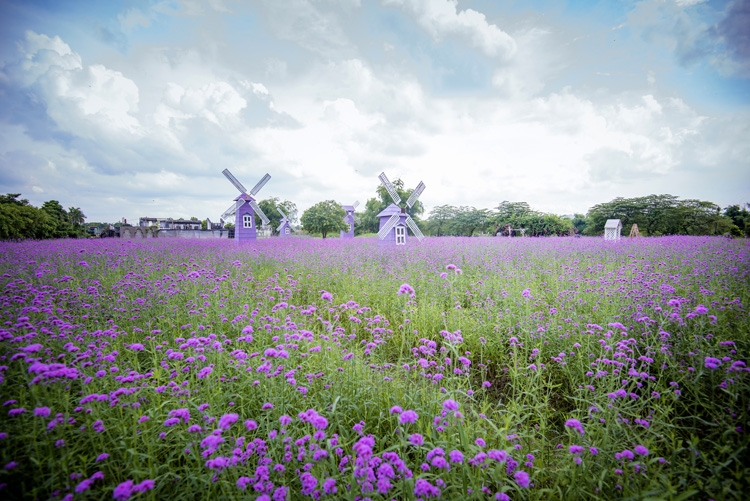 Hanoi's lavender garden, romantic check-in place for youngsters