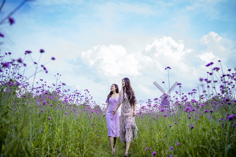 Hanoi's lavender garden, romantic check-in place for youngsters