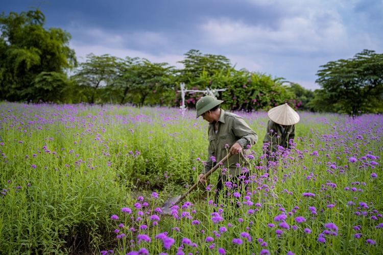 Hanoi's lavender garden, romantic check-in place for youngsters
