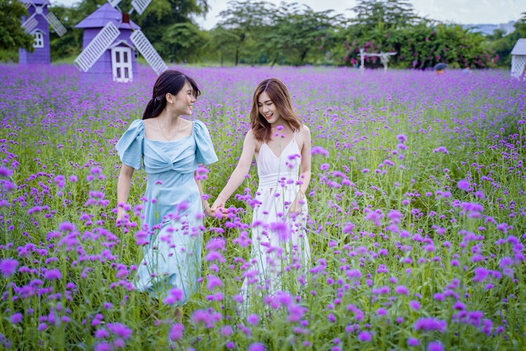 Hanoi's lavender garden, romantic check-in place for youngsters