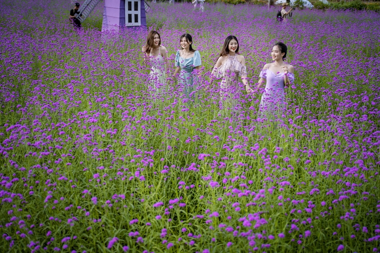 Hanoi's lavender garden, romantic check-in place for youngsters