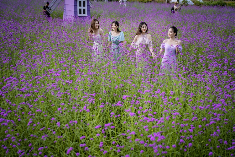 hanois lavender garden romantic check in place for youngsters