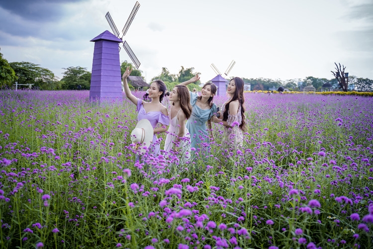 Hanoi's lavender garden, romantic check-in place for youngsters