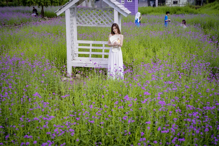 Hanoi's lavender garden, romantic check-in place for youngsters