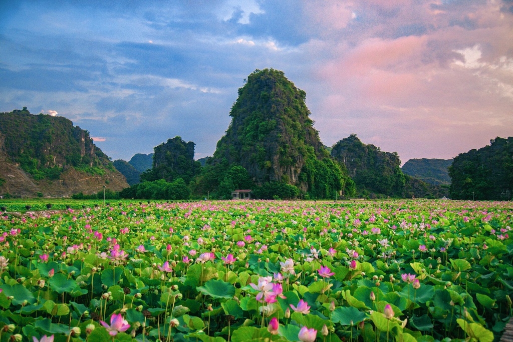 Lotus brings charm to the northen province of Ninh Binh