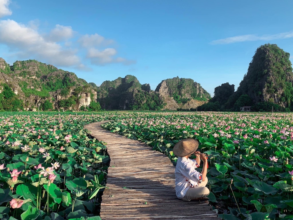 Lotus brings charm to the northen province of Ninh Binh