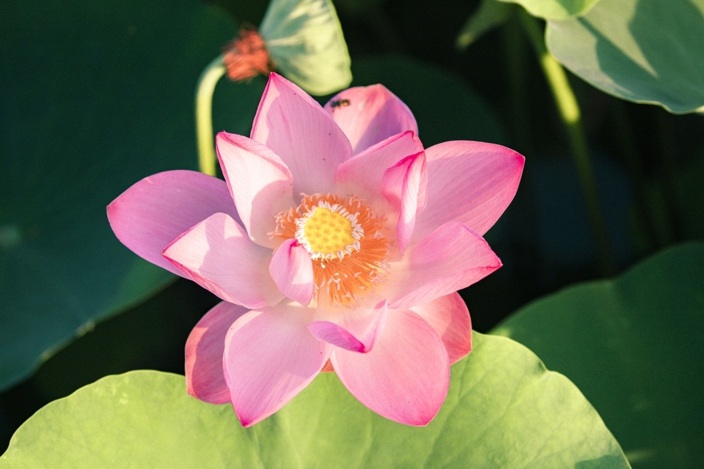 lotus brings charm to the northen province of ninh binh