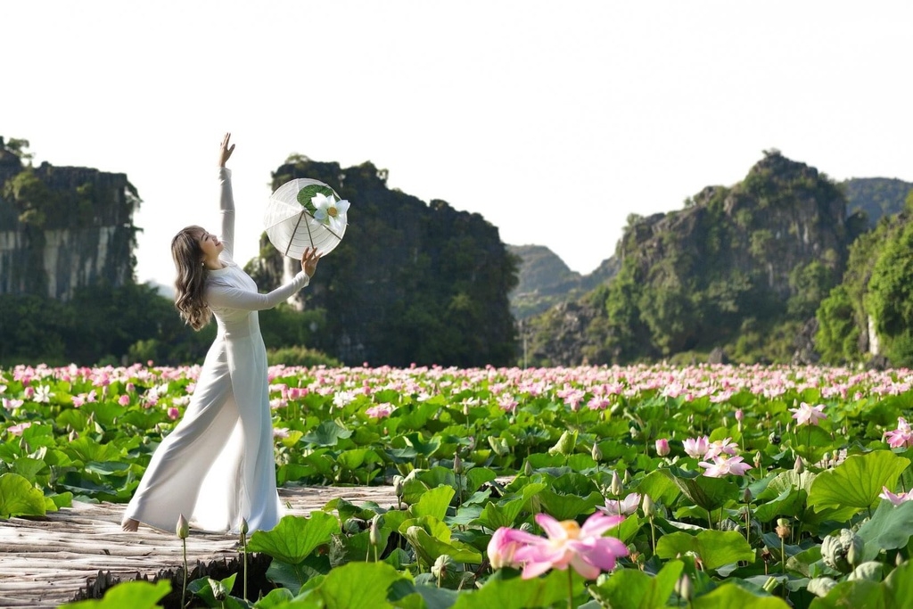 lotus brings charm to the northen province of ninh binh