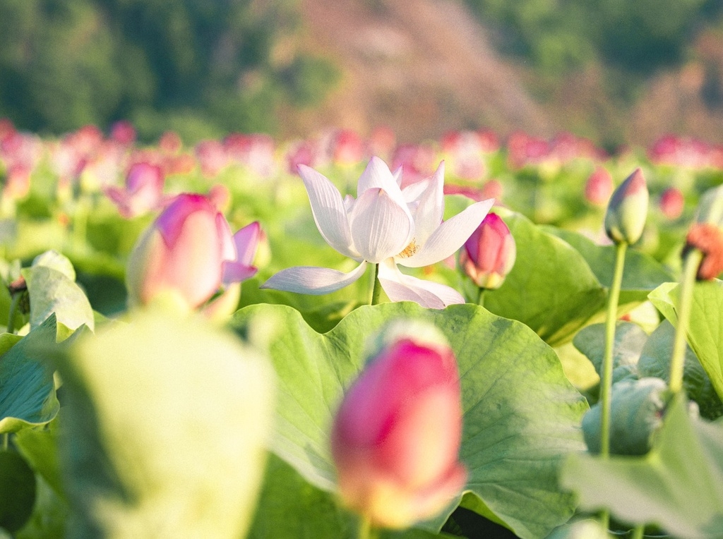 Lotus brings charm to the northen province of Ninh Binh