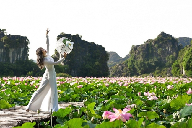Lotus brings charm to the northen province of Ninh Binh