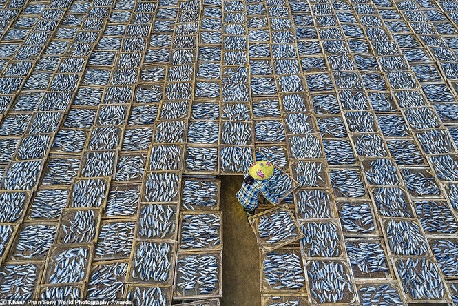 Aerial shot of fish market in Vietnam among highlighted photos in int’l competition