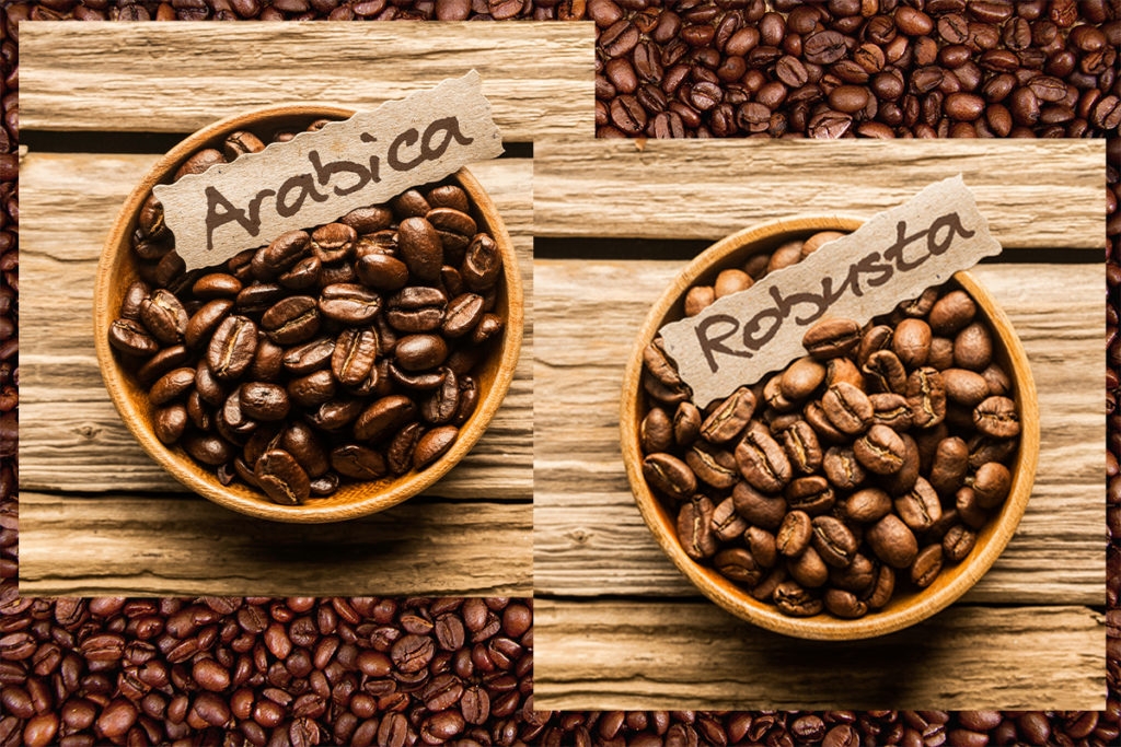 While Arabica is used by the majority of cafes and restaurants, Robusta is the main ingredients of instant coffees 