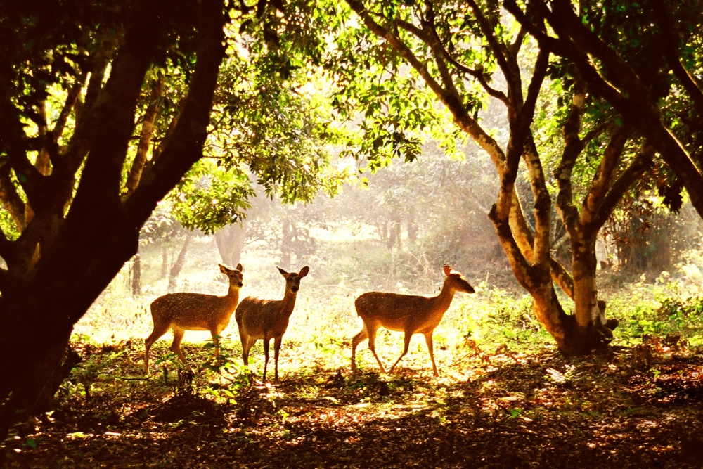 Cuc Phuong National Park