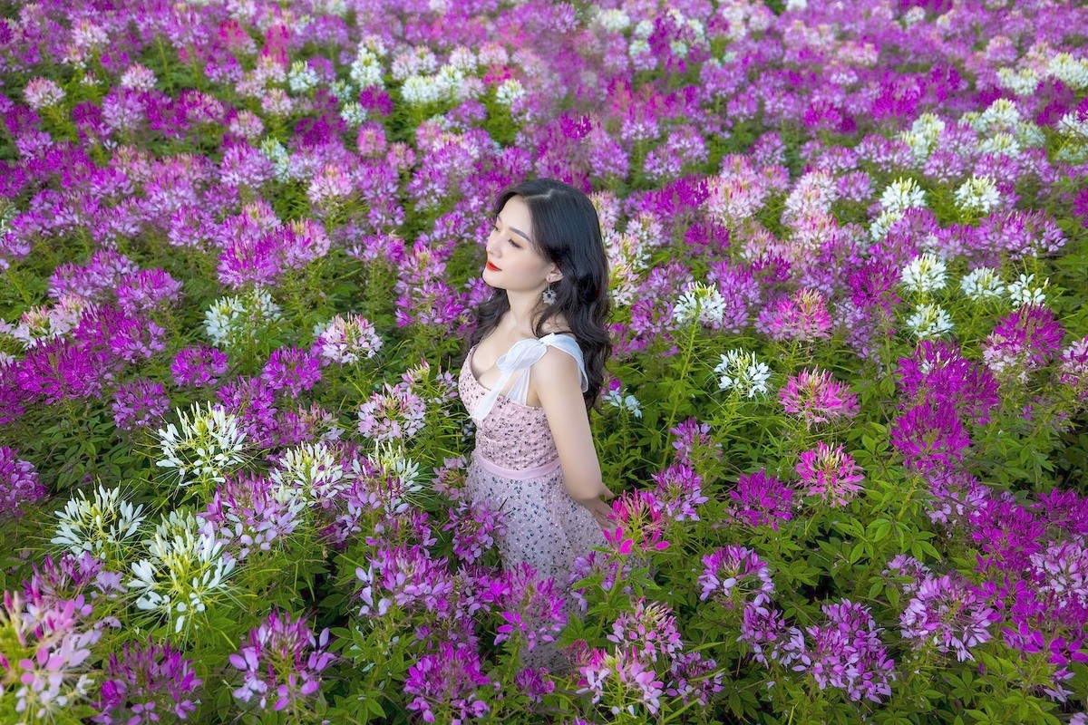 brilliant blooming flowers near fansipan peak