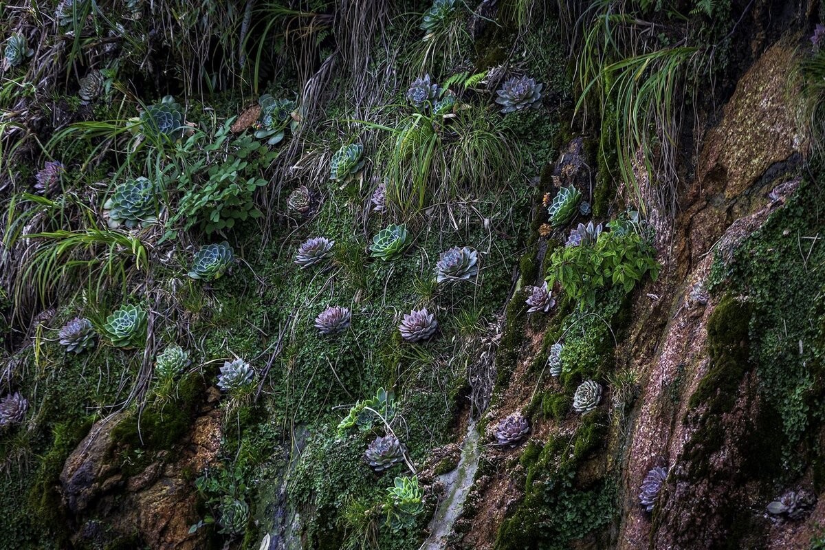 Brilliant Blooming Flowers Near Fansipan Peak