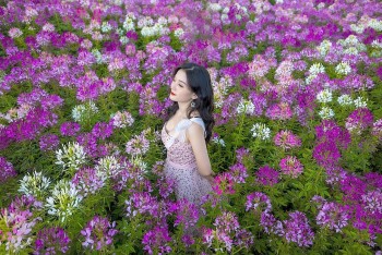 Brilliant Blooming Flowers Near Fansipan Peak