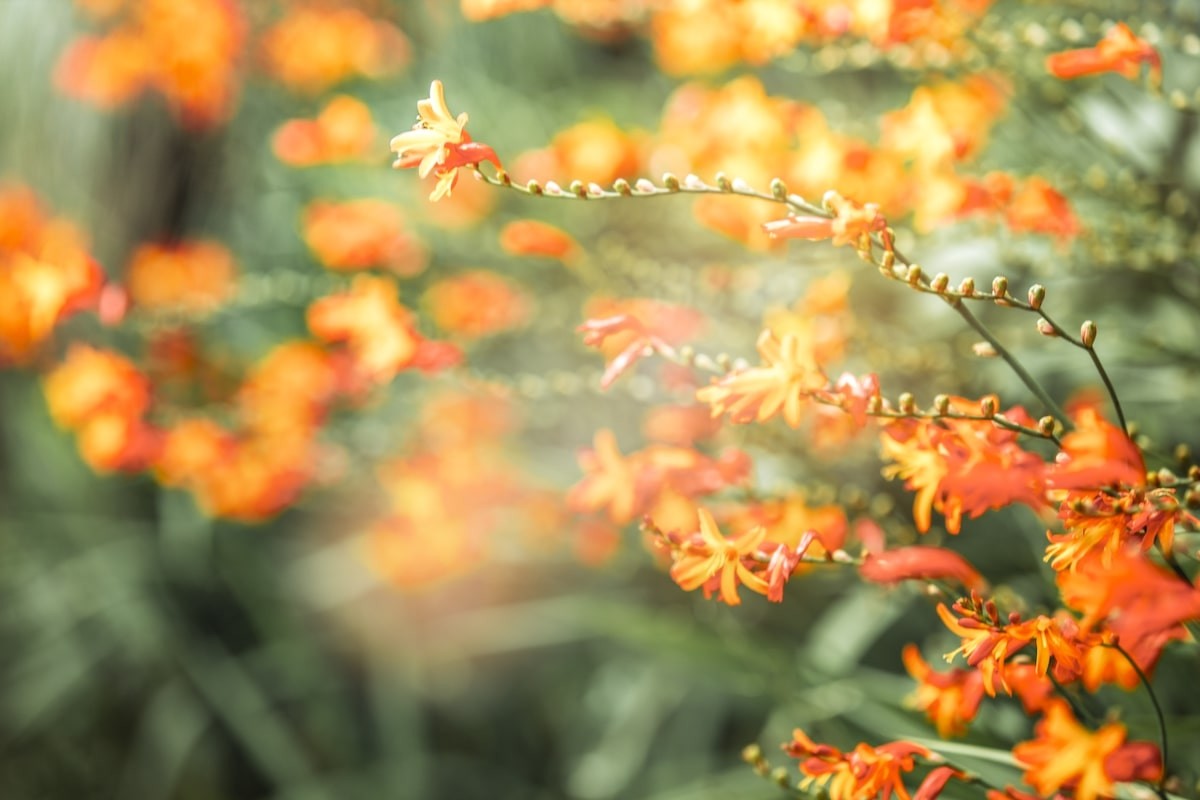 Brilliant Blooming Flowers Near Fansipan Peak